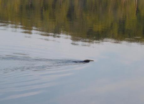 Beaver swims by us in Frontenac Provincial Park
