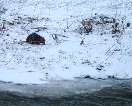 Beaver heads towards Green River - Pickering - Ontario