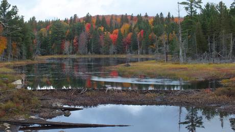 Beaver dam in Algonquin Park - fall - Ontario