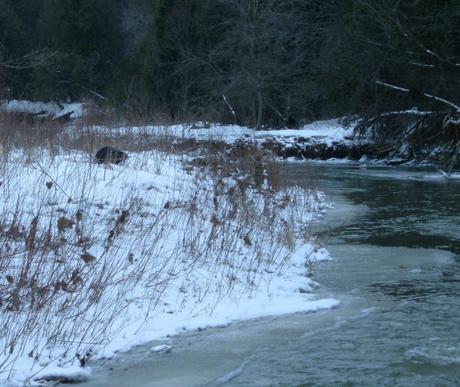 Beaver on bank of Green River - Pickering - Ontario