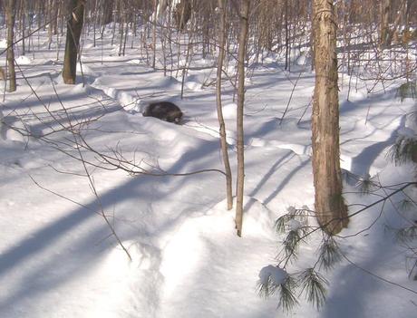 Porcupine walks on deer track toward us