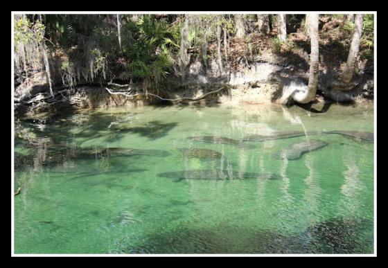 Manatees Galore at Blue Spring State Park
