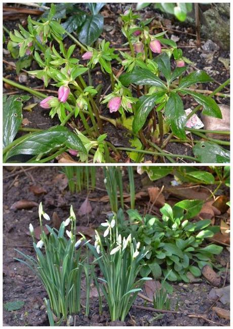 snowdrops and helibores (724x1024)