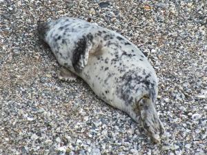 Seal masquerading as a rock (Photo credit: Amanda Scott)