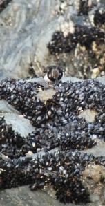 Turnstone attacking mussels (photo credit: Amanda Scott)