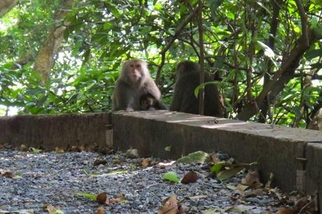 monkeys in Taiwan