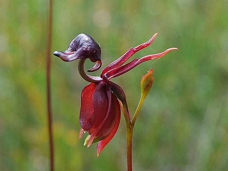 The Flying Duck Orchid - Australia's Other Amazing Anatine Attraction