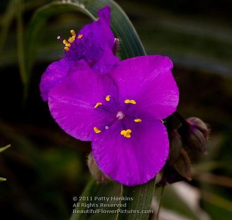 Virginia Spiderwort - tradescantia virginiana