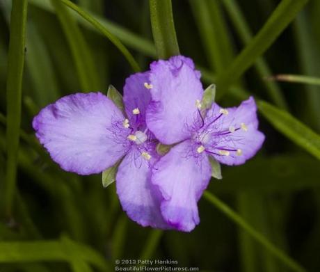 Small Roseling - callisia graminea