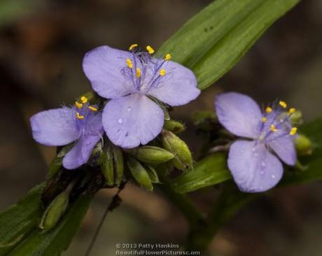 Spiderwort