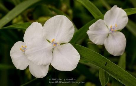 White Spiderwort