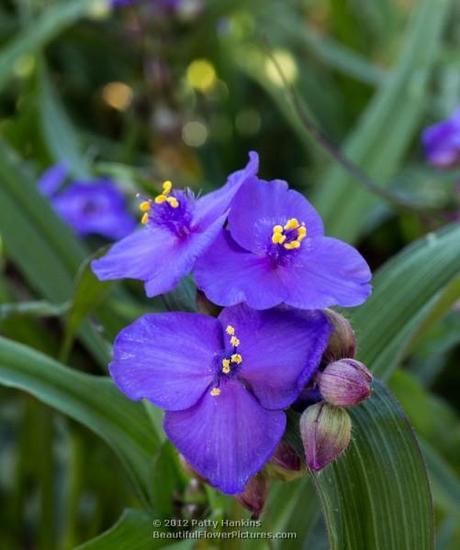 Spiderwort