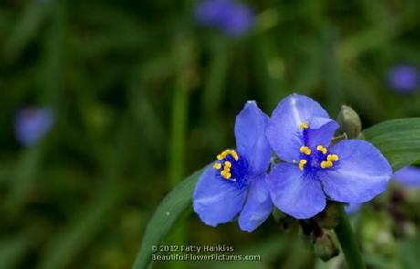 Spiderwort