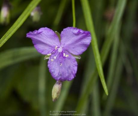 Small Roseling - callisia graminea