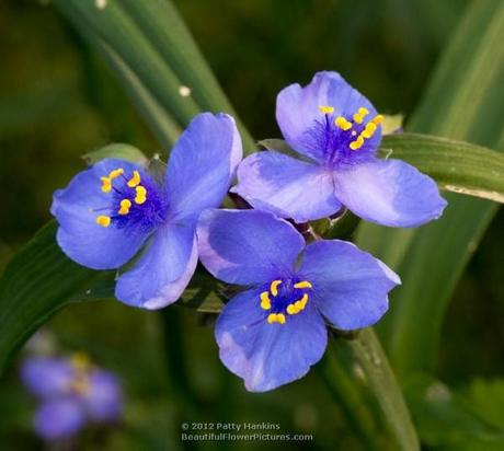 Spiderwort