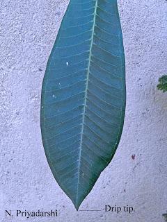 How could the shape of plant leaves indicate temperature?