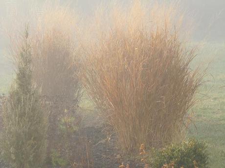 Wordless Wednesday - Waiting out the fog before getting a Christmas tree