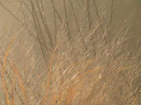 Wordless Wednesday - Waiting out the fog before getting a Christmas tree