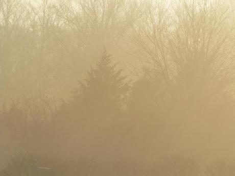 Wordless Wednesday - Waiting out the fog before getting a Christmas tree