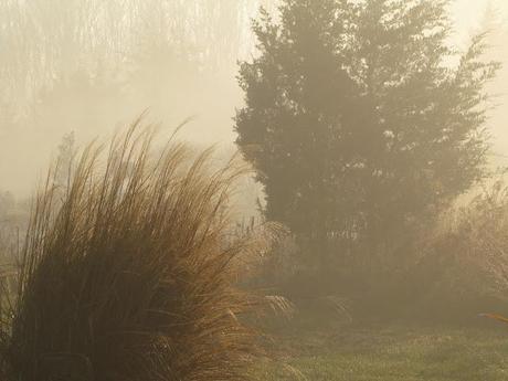 Wordless Wednesday - Waiting out the fog before getting a Christmas tree