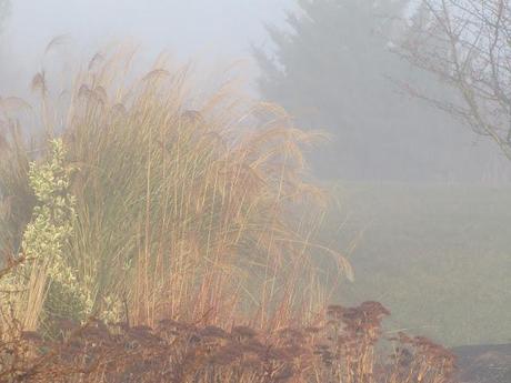 Wordless Wednesday - Waiting out the fog before getting a Christmas tree