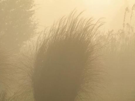 Wordless Wednesday - Waiting out the fog before getting a Christmas tree