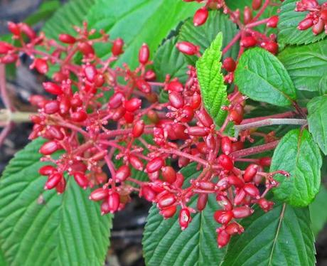 Viburnum berries