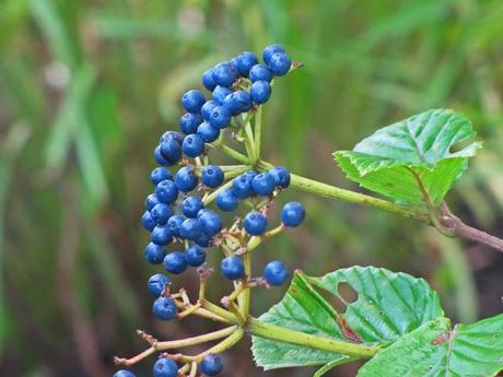 Viburnum berries