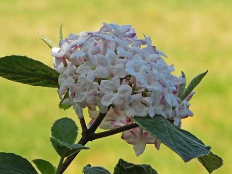 Viburnum berries