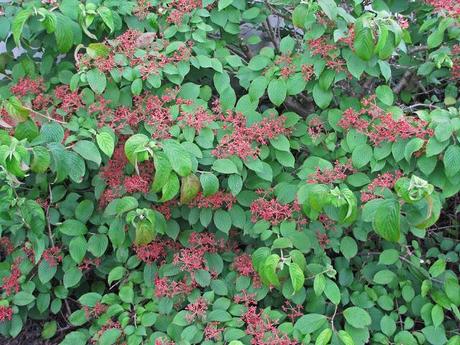 Viburnum berries