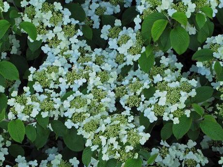 Viburnum berries