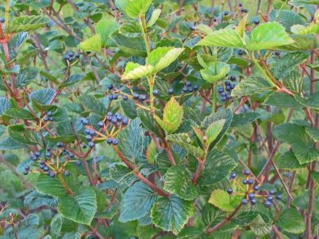 Viburnum berries