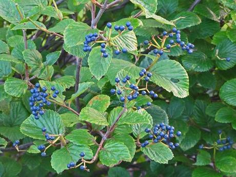 Viburnum berries