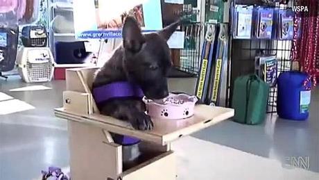 Starship: DOG who Eats on High Chair Lands Home!