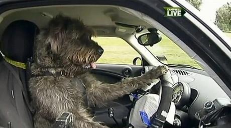 New Zealand Rescue DOGS Learn to Drive Mini Cooper!
