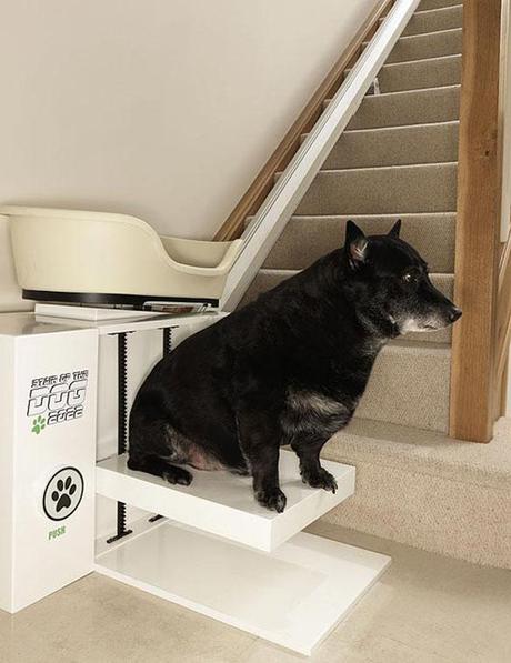 BEHOLD: the Birth of the World's First DOG Stair Lift!