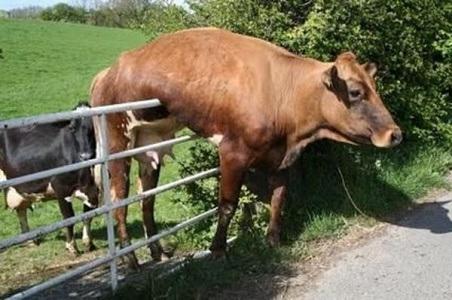 Funny Cow