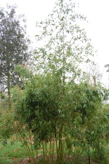 Phyllostachys praecox (06/01/2013, Kew Gardens, London)