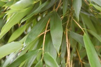 Phyllostachys praecox Leaf (06/01/2013, Kew Gardens, London)