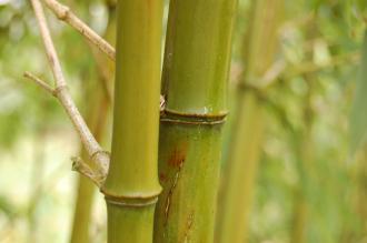 Phyllostachys praecox Cane (06/01/2013, Kew Gardens, London)