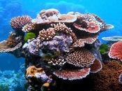 Corals Survive Hottest Reefs Planet?