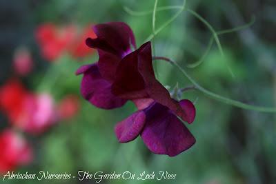 Sweet Peas - The Sweet Smell of a Mammoth