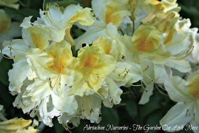 Azaleas - A memory of colour