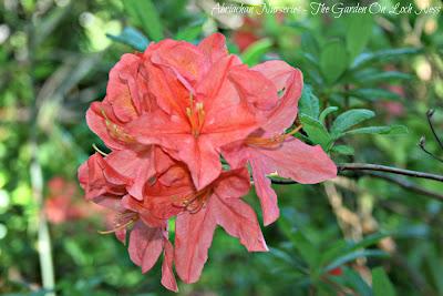 Azaleas - A memory of colour