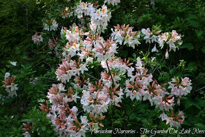 Azaleas - A memory of colour