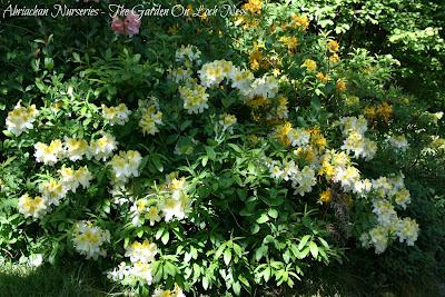 Azaleas - A memory of colour