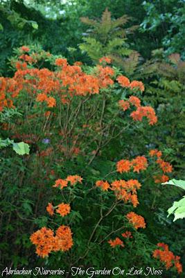 Azaleas - A memory of colour