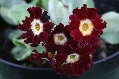 Auricula Favourites