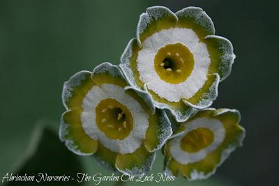 Auricula Favourites