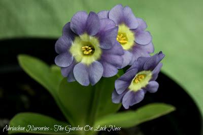 Auricula Favourites